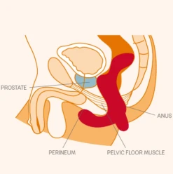 Fun Factory Stimulateur Prostatique Vibrant Duke - Petrol 6 Fun Factory Stimulateur Prostatique Vibrant Duke - Petrol -Maison Close Magasin capture d e cran 2020 06 11 a 14.51.50